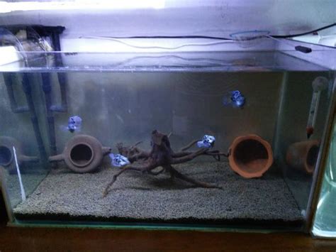 龍龜的功效 18公分的魚缸可以養幾隻魚